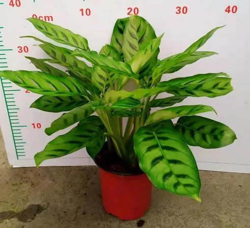 Garden Decoration Aglaonema 'silver Queen' Aglaonema Varieties in Stock