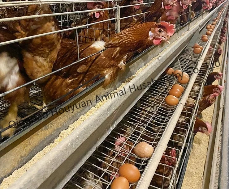 Poulet galvanisé à chaud Maison/équipement agricole Type automatique a cage de poulet