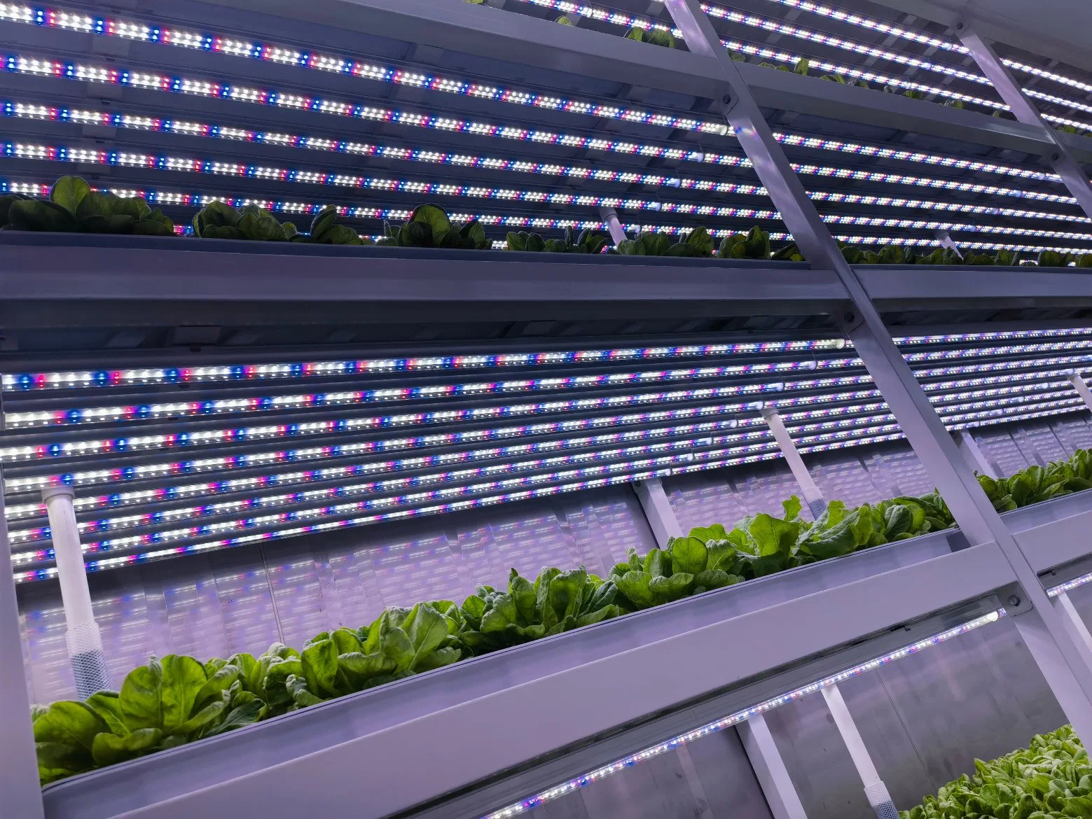 Intelligent Container Factory, Greenhouse Plant Hydroponic Grass, Full Light Greenhouse