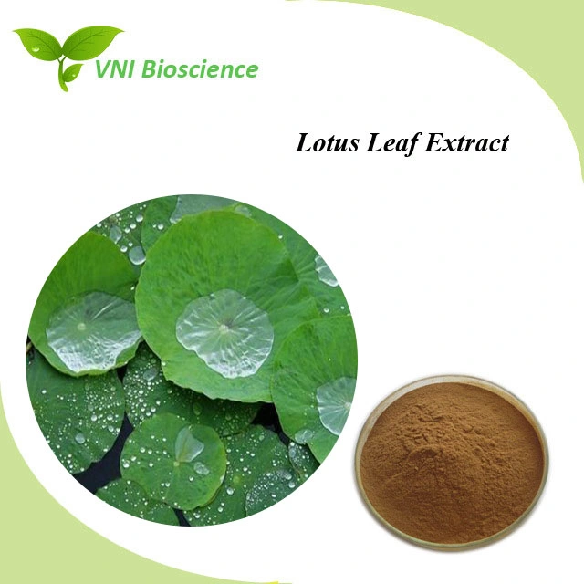 Kosher Halal Certified 100% Natural Lotus Leaf Extract