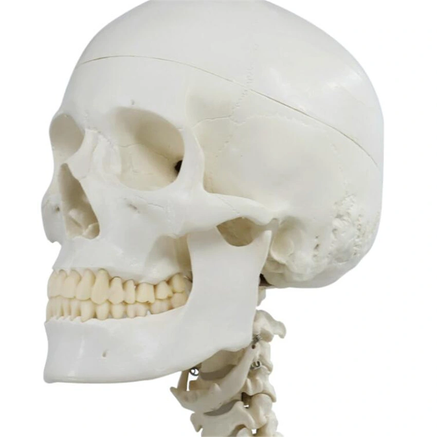 Anatomia Biological Human ensino Anatomical Skeleton Model