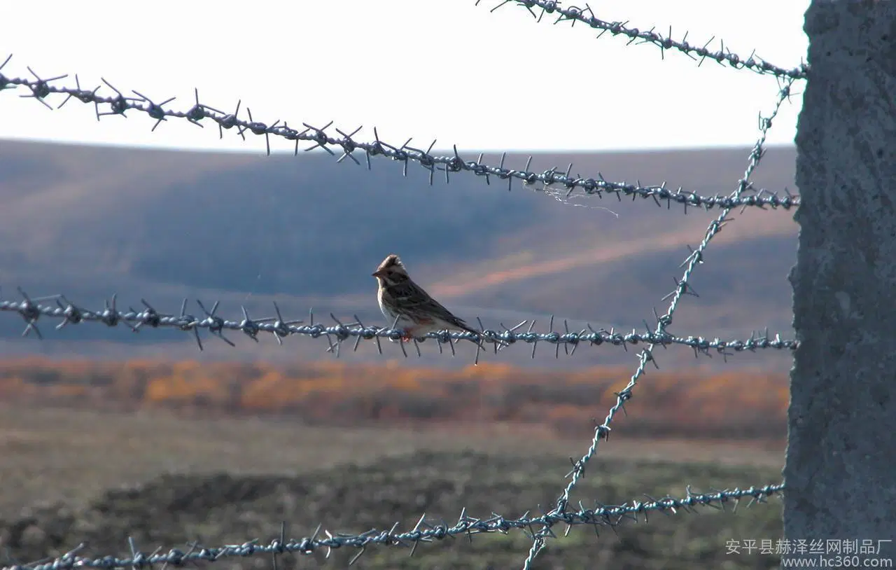 Security PVC Coated Galvanized Iron Barbed Wire