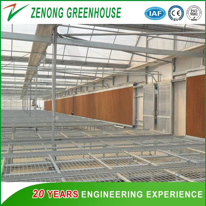 Factory Direct Supply Film Covered Greenhouse with Shading Net Widely Used for Modern Agriculture Planting