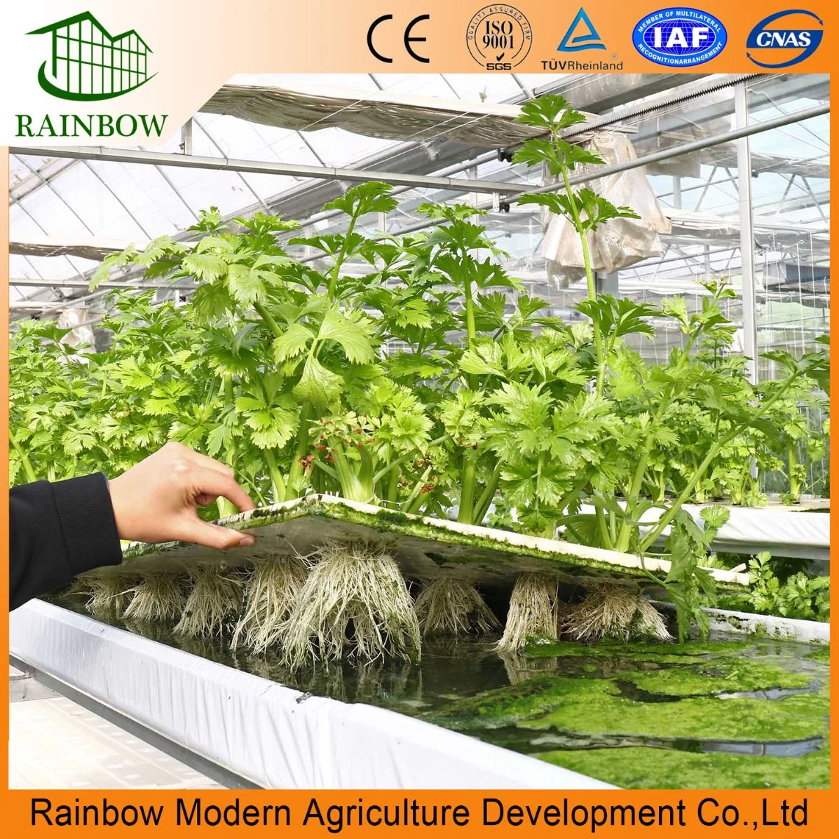 Smart Multi-Span Tunnel / Arch Type PE / Po Film Plastic Agriculture / Commercial Eco Greenhouse for Tomato/ Cucumber Strawberry with Hydroponics Growing System