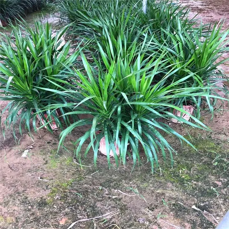 Dracaena Vand. Ex L. Home Decor Real Plant Nursery Wholesale/Supplier