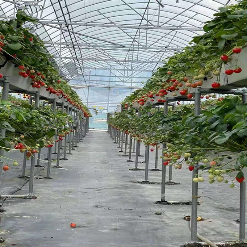 Agriculture Film Sheet Greenhouse with Innovative Hydroponic Technology