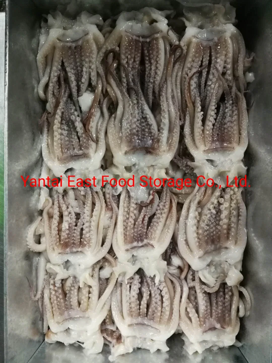 Frozen Squid Tentacles, Illex Argentinus/Todarodes/Arrow Squid