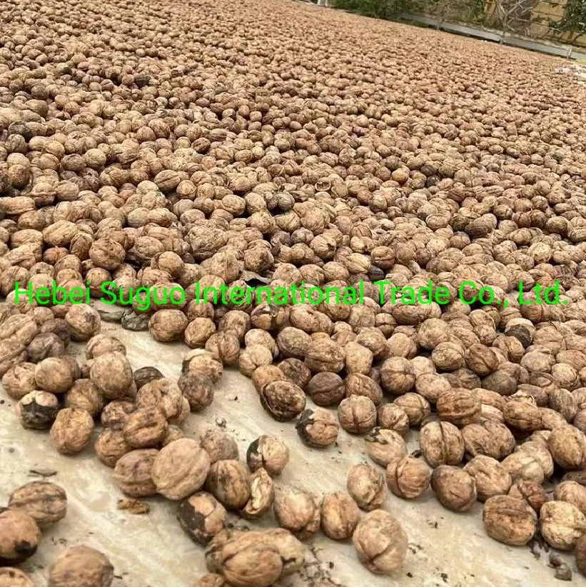 2022 New Crop Excellent Quality Dried Xinjiang 185 Walnut Inshell