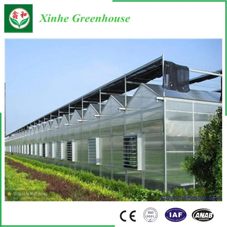 Greet Eeconomic Benefit PC Sheet Greenhouse for Planting