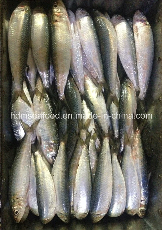 Замороженные Sardine рыбы для тунца ЗАМАХ