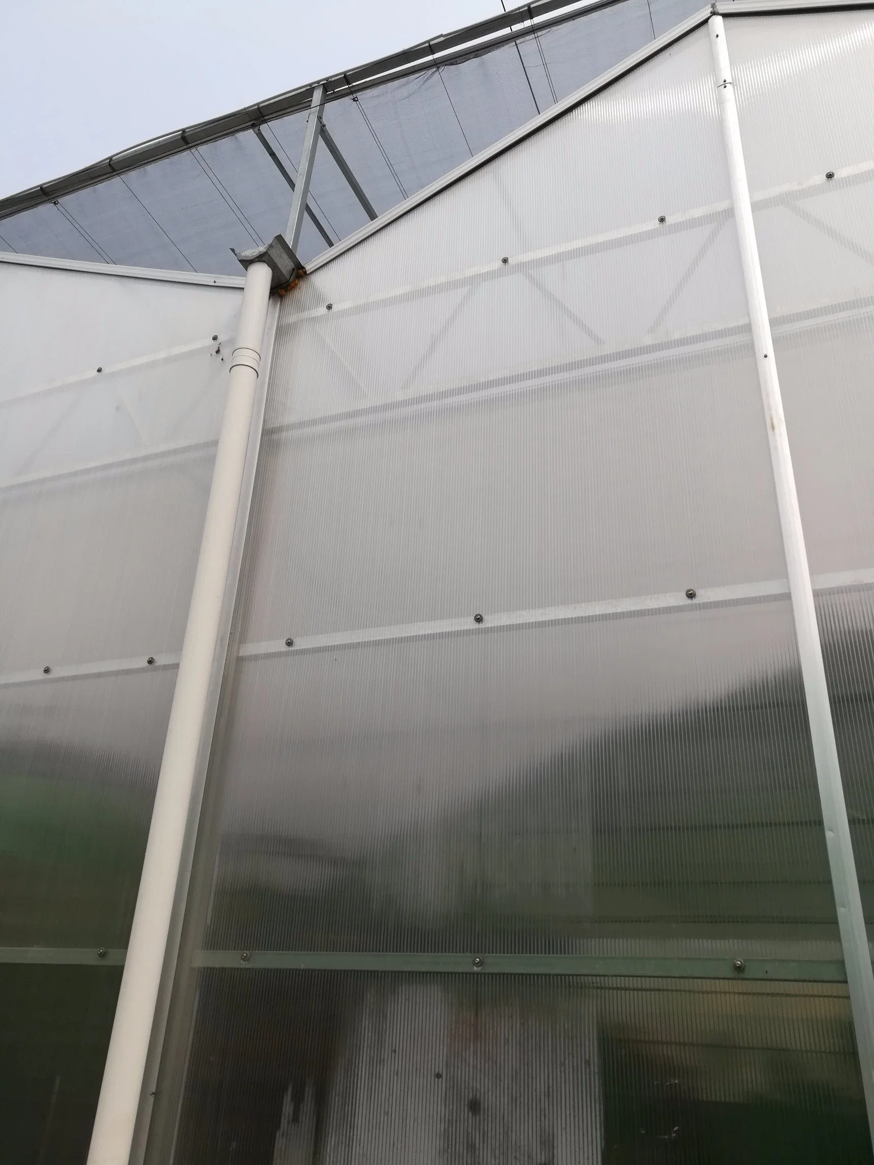 China Supplier Multi-Span Glass Greenhouse