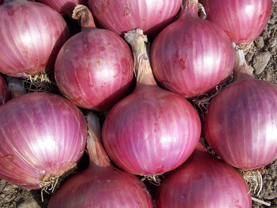 IQF Frozen Onion Slice, Sliced Purple and Yellow Onion