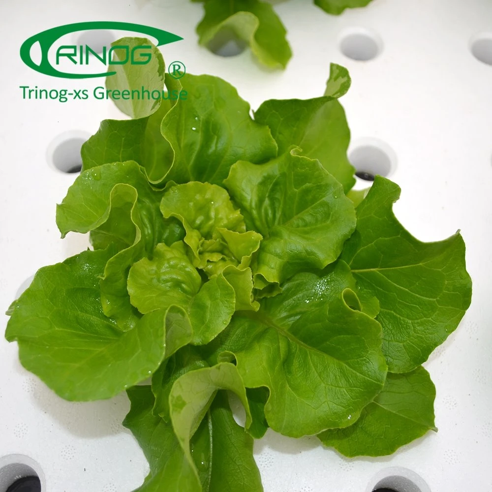 Cost-effective Film Agriculture Greenhouse With Hydroponic Growing System