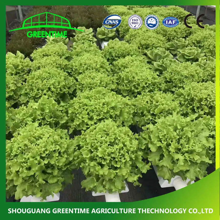 Single Side Hydroponics Nft System for Agriculture 36 Holes Indoor PVC Nft Channel