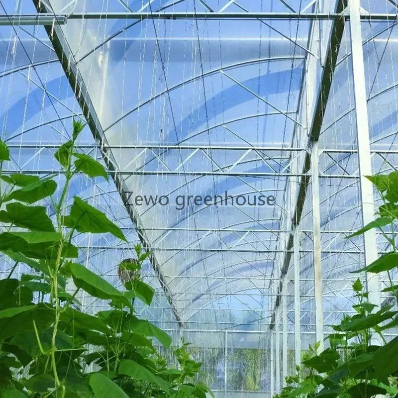 Connected Greenhouse with Po Film and Evaporative Cooling Pad for Rose/Tulip/Tomato/Pea