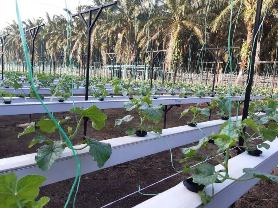 Multi-Span travée unique Aeroponic serre HYDROPONIQUE NFT Système de canal