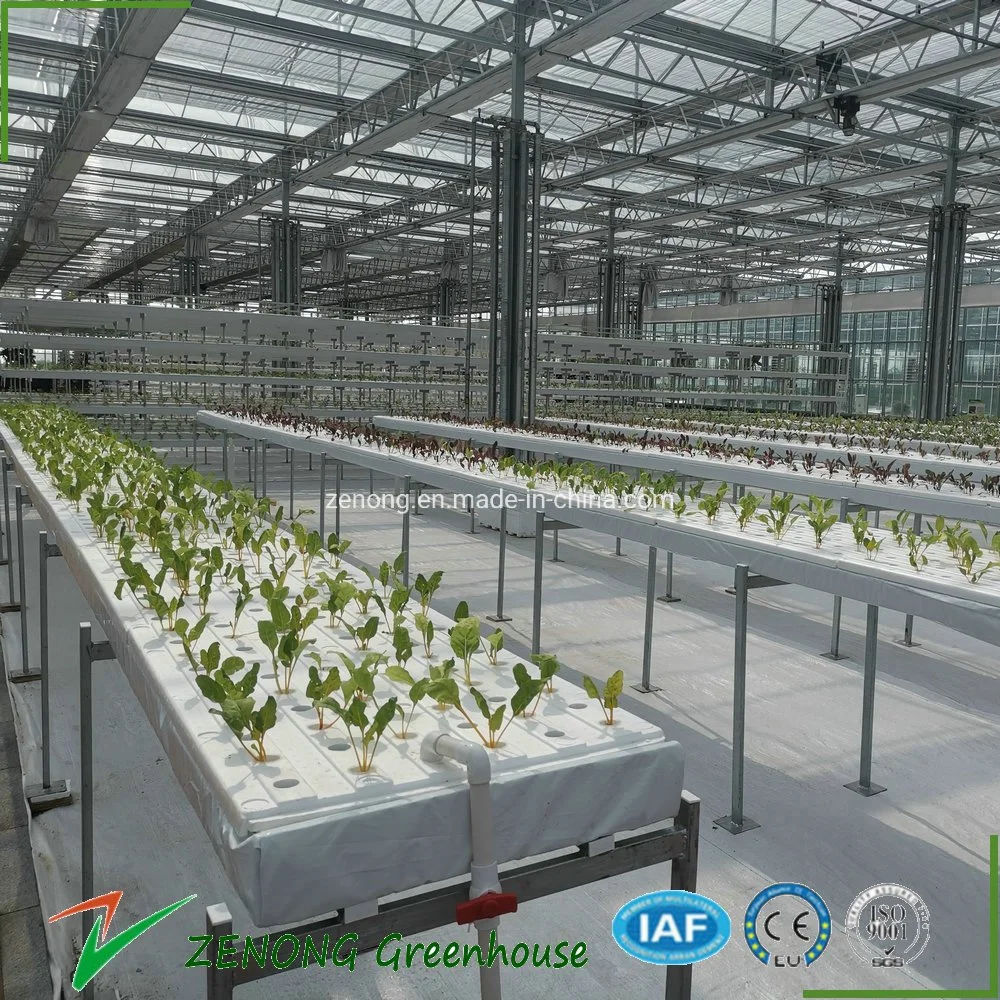Automatic Water and Fertilizer Control Dwc Hydroponics System for Lettuce and Rape Hydroponic Growing