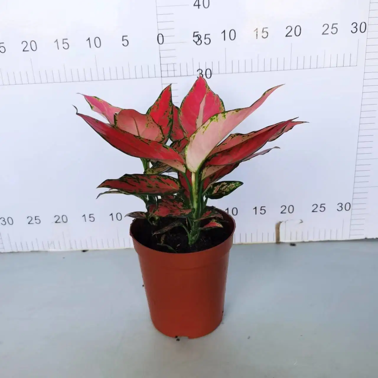 140# ángulo rojo vegetales Aglaonema