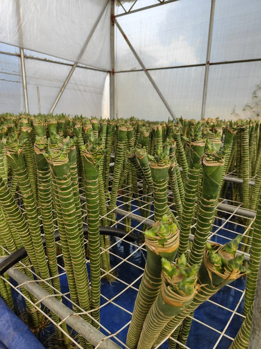 Bonsai Lotus Bambus Grün Pflanzen Lucky Bambus Draceana Aquatic für Dekoration Für Zuhause