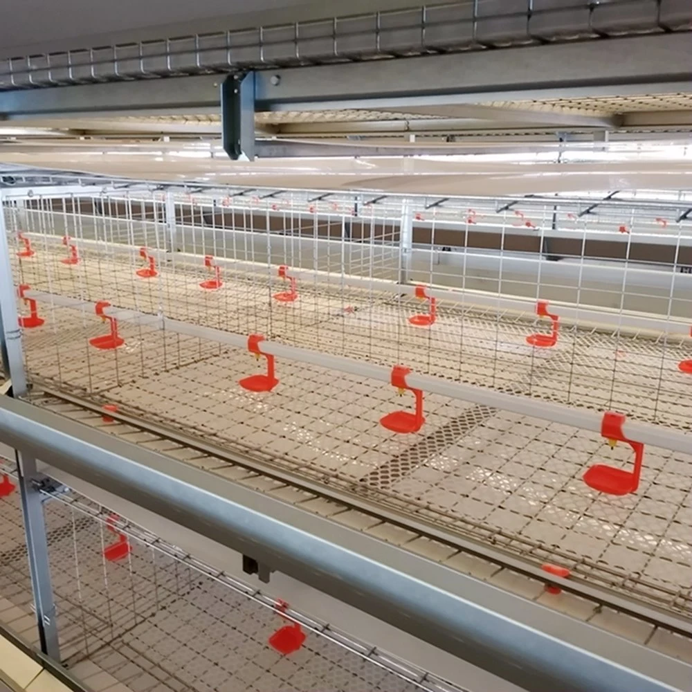 A través de la alimentación automática de la jaula de pollos de carne del sistema de recaudación de pollo