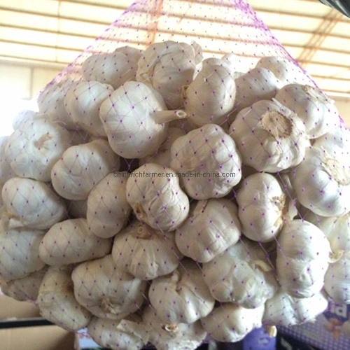 White Fresh Garlic Price Shandong Garlic