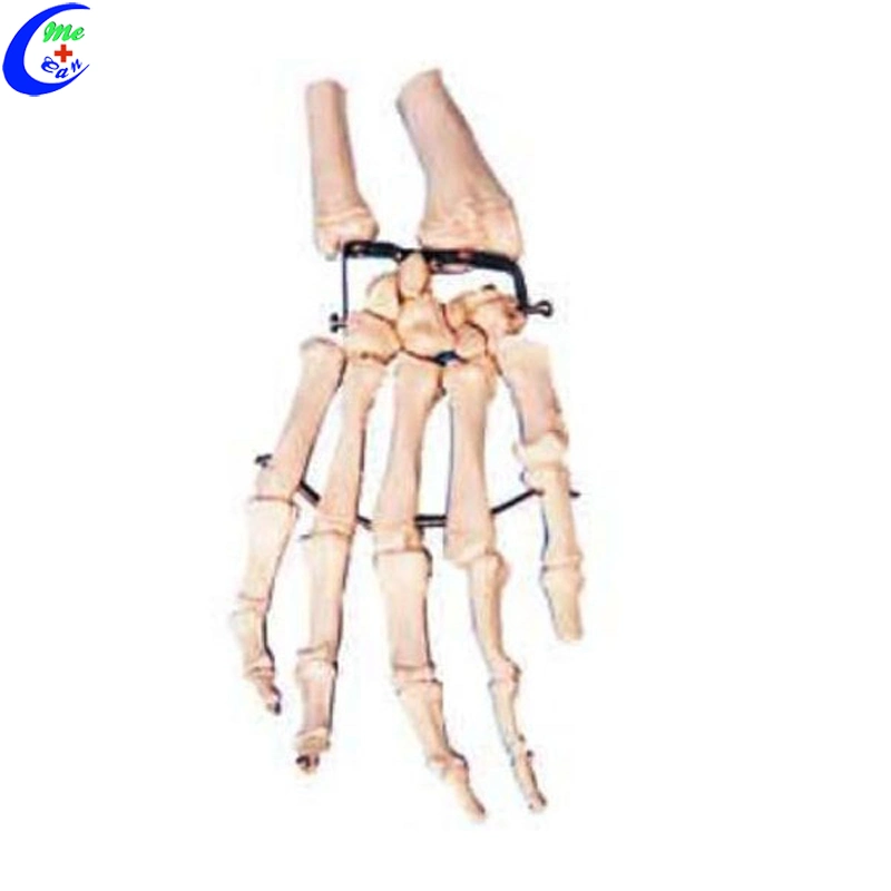 Educational Human Skeleton Hand Bone Model