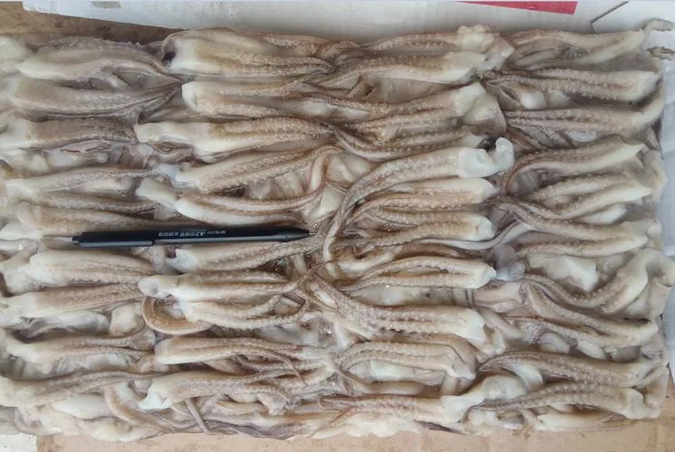 Congelés Vetetable Iiiex Calmar géant avec chaîne de la santé de haute qualité des fruits de mer produit Lllex Calmar géant japonais Squid