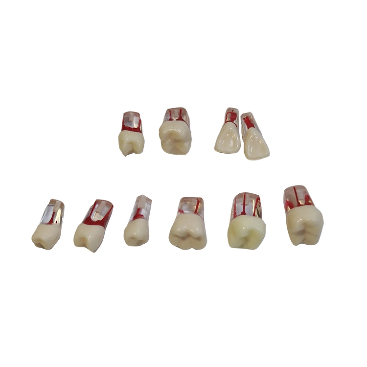 Dental Model Replace Teeth for Um-L1