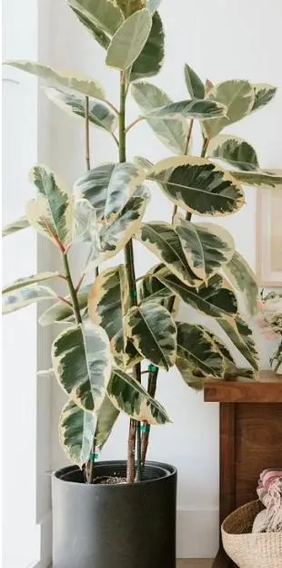 Hot Sale plantas de borracha Ficus Tineke