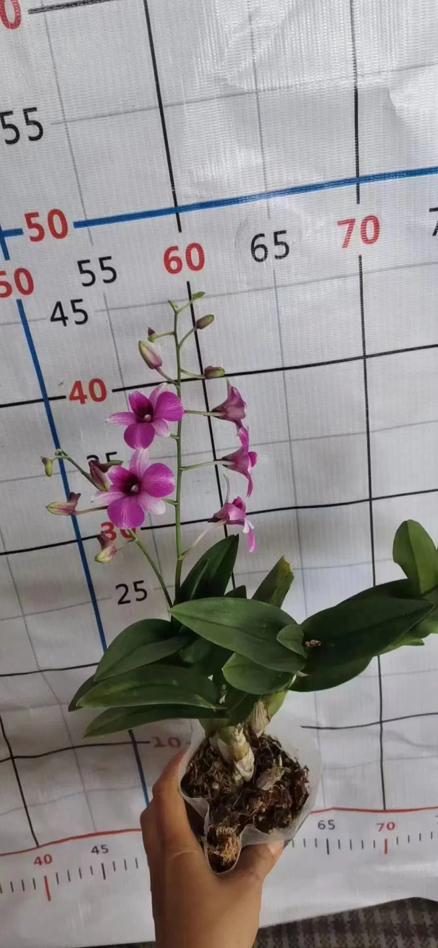 Dendrobium nobile Lindl. Las plantas reales