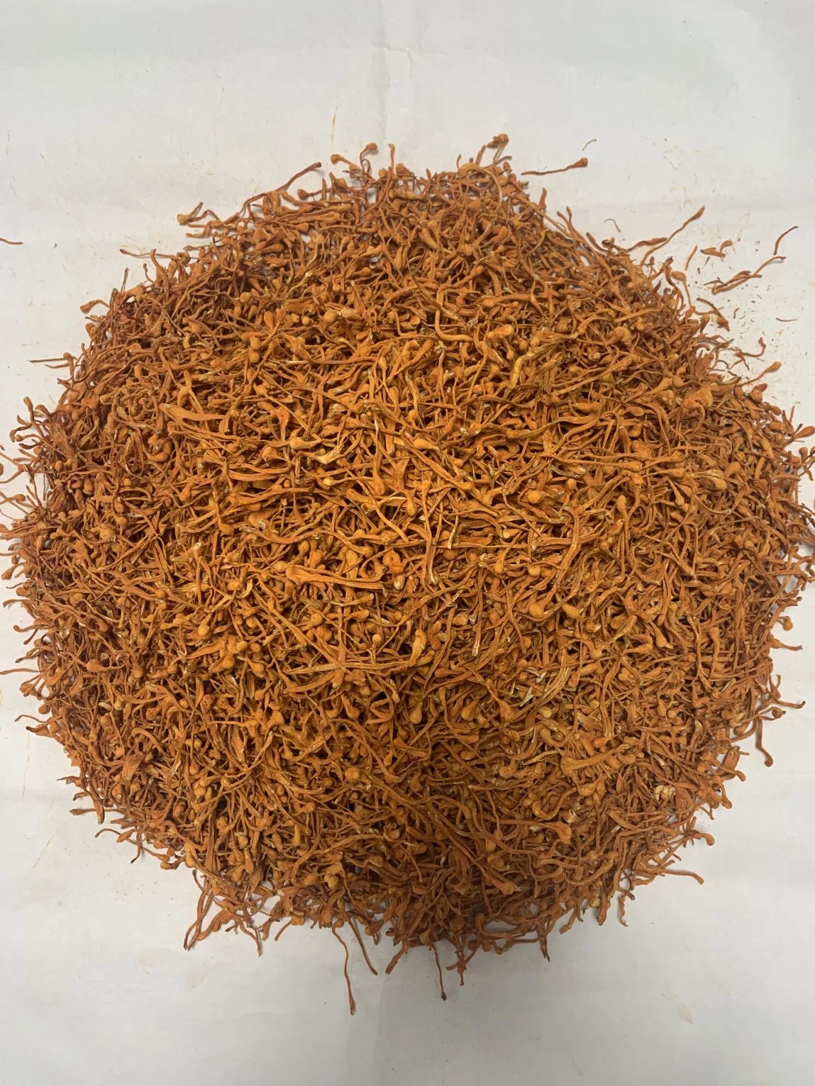 Premium Grade to Provide Spore Head Freeze-Dried Cordyceps Sinensis