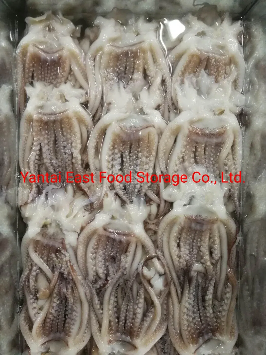 Frozen Squid Tentacles, Illex Argentinus/Todarodes/Arrow Squid