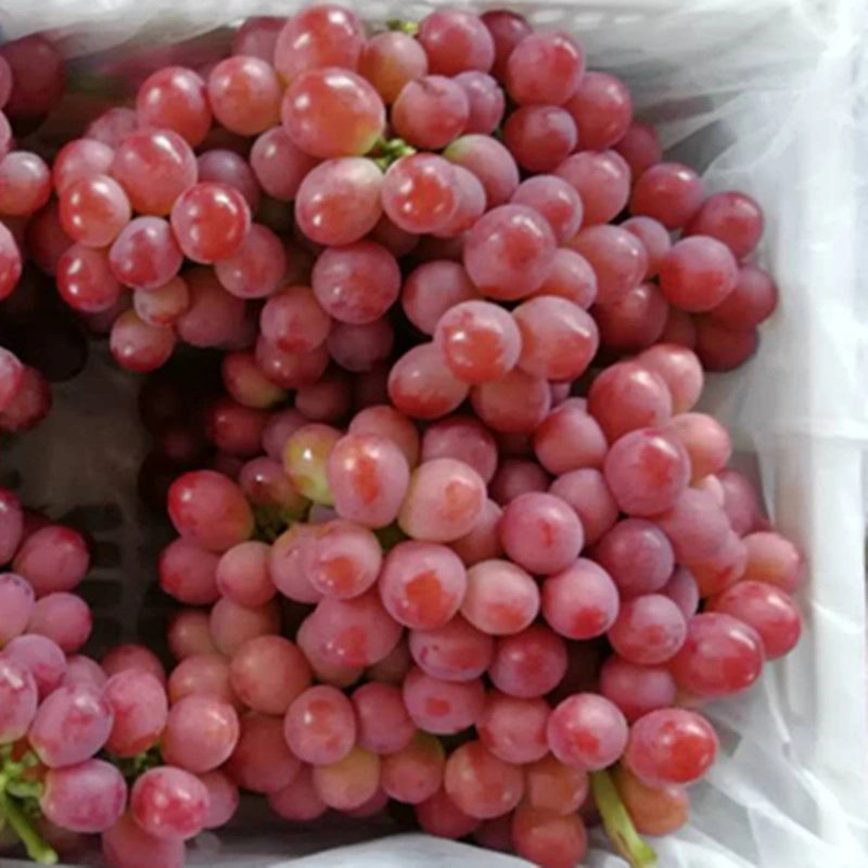 Fresh New Crop Red Grape