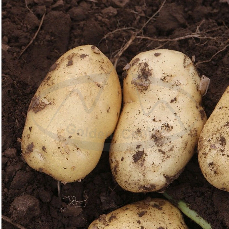China patatas frescas bajo precio al por mayor a la exportación de patatas pequeñas
