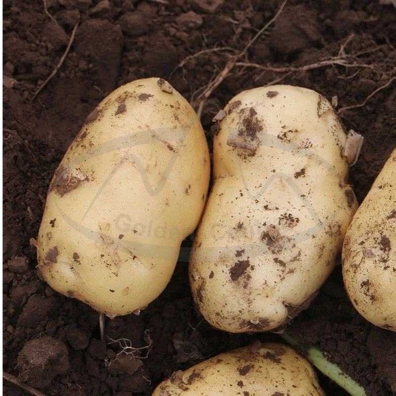 China Fresh Potatoes Export Wholesale/Supplier Low Price Small Potato