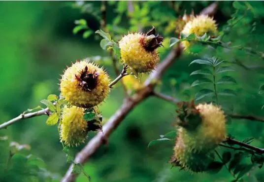 Nahrhafte und köstliche Geschmack Nahrungsergänzungsmittel Rosa Roxburghii Fruchtextrakt Pulver