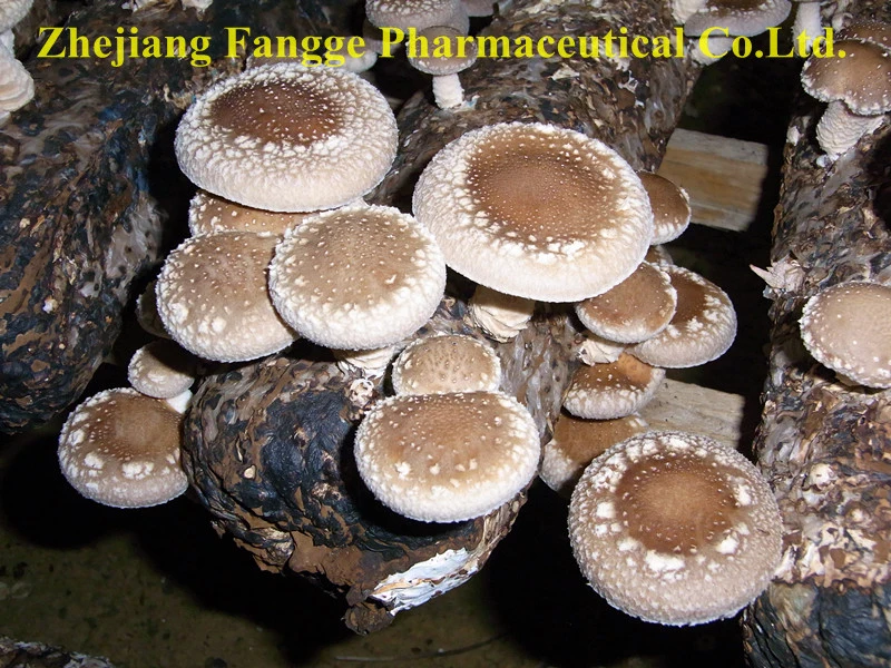 Edible and Medicine Fungi, Organic Mushroom Shiitake Extract