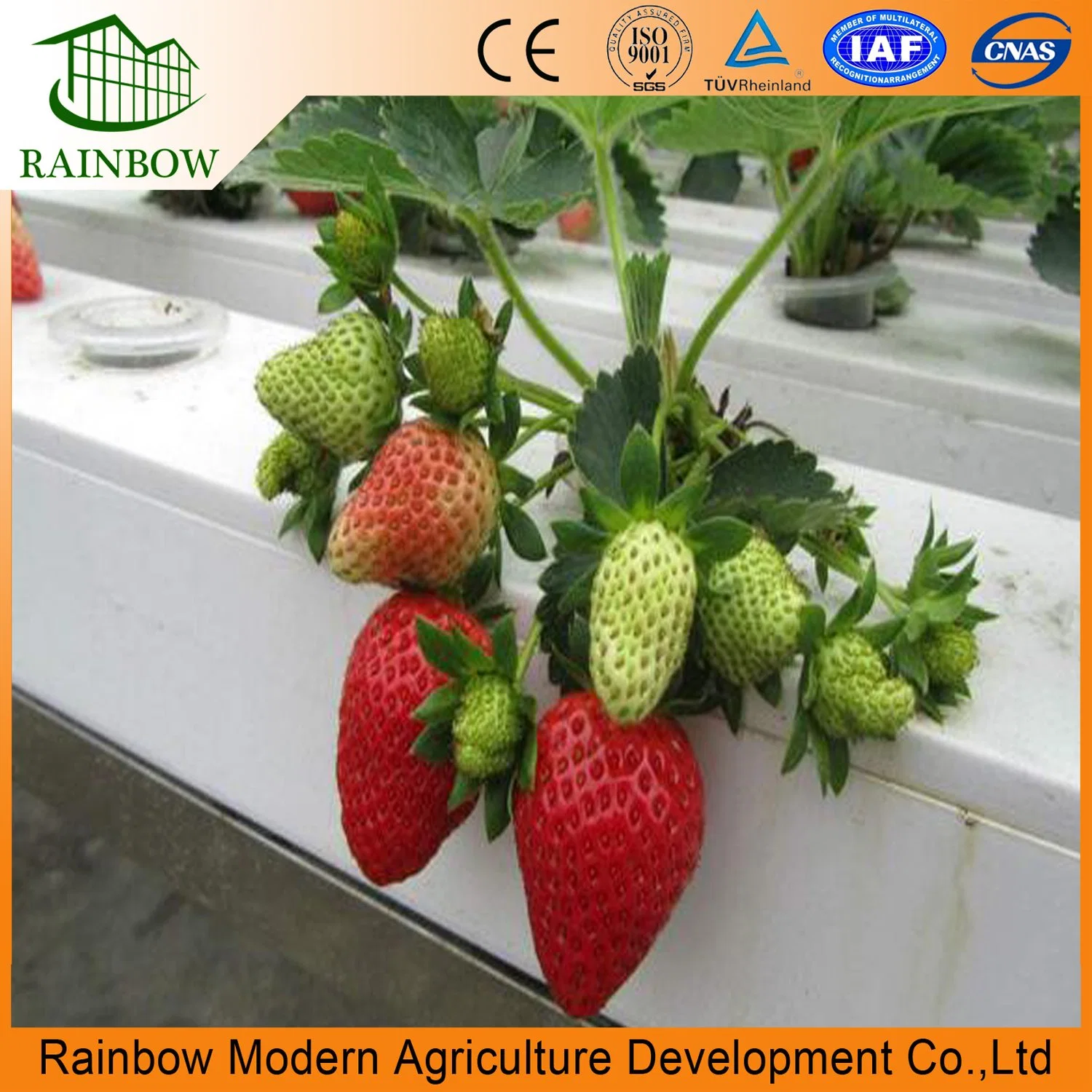 Agriculture Multi Span Plastic Film Greenhouse