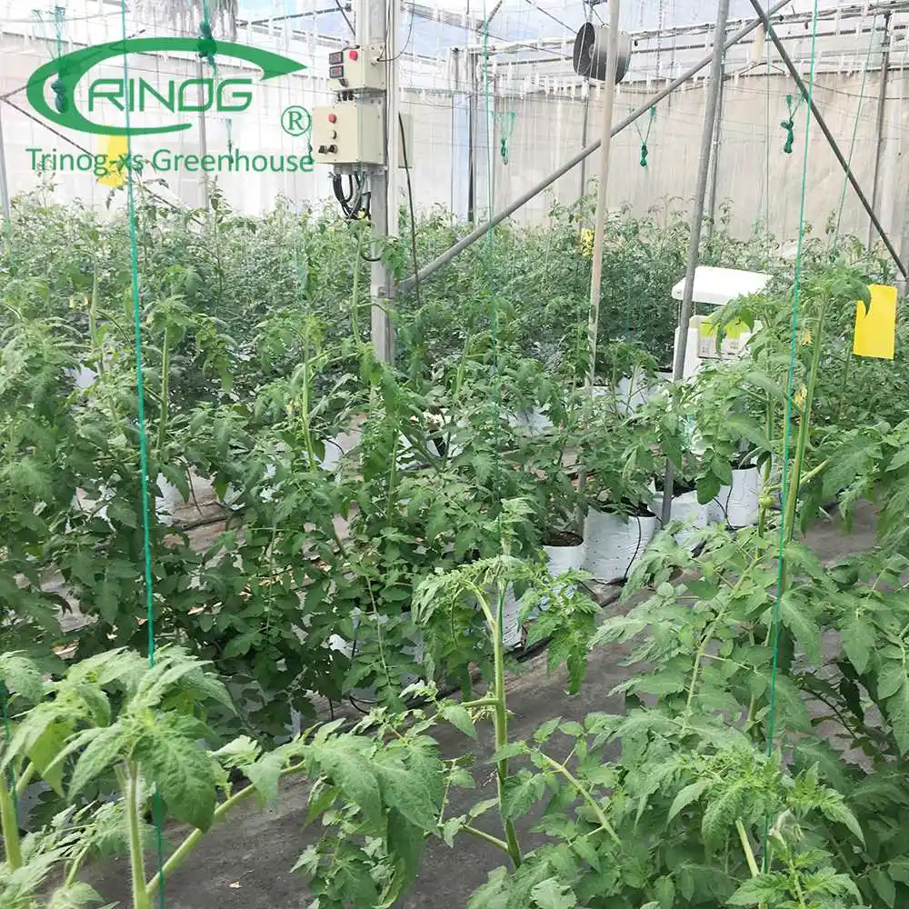 Customized Film Covering Material Cultivation Hydroponics System Greenhouse For Agriculture