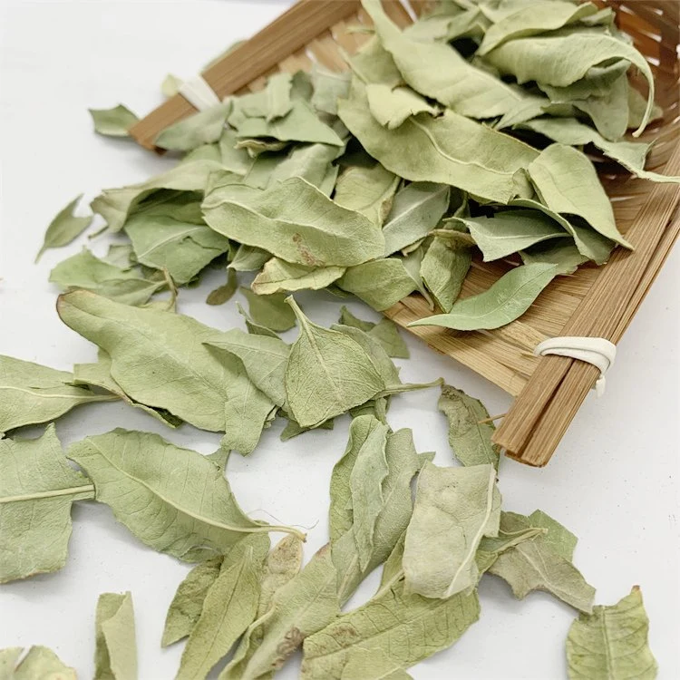 Luo Bu Ma Chinês Vós secas naturais Dogbane azulada Apocynum Venetum folhas de chá