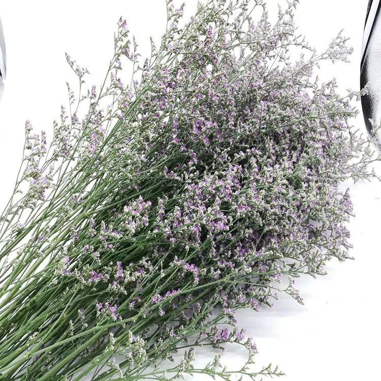 Type de traitement réel frais Fleurs Fleurs coupées fraîches Purple Limonium pour la décoration