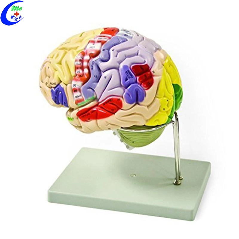 Modelo 3D del cerebro humano de plástico