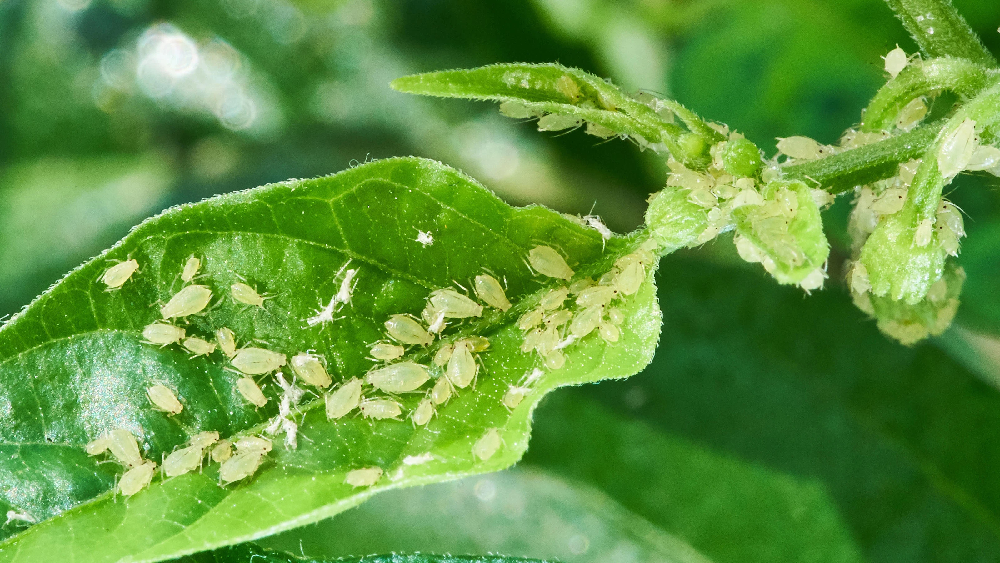 Preço fábrica Produtos químicos agrícolas etoxazol 15% bifenazato 30% WG pesticida Inseticida