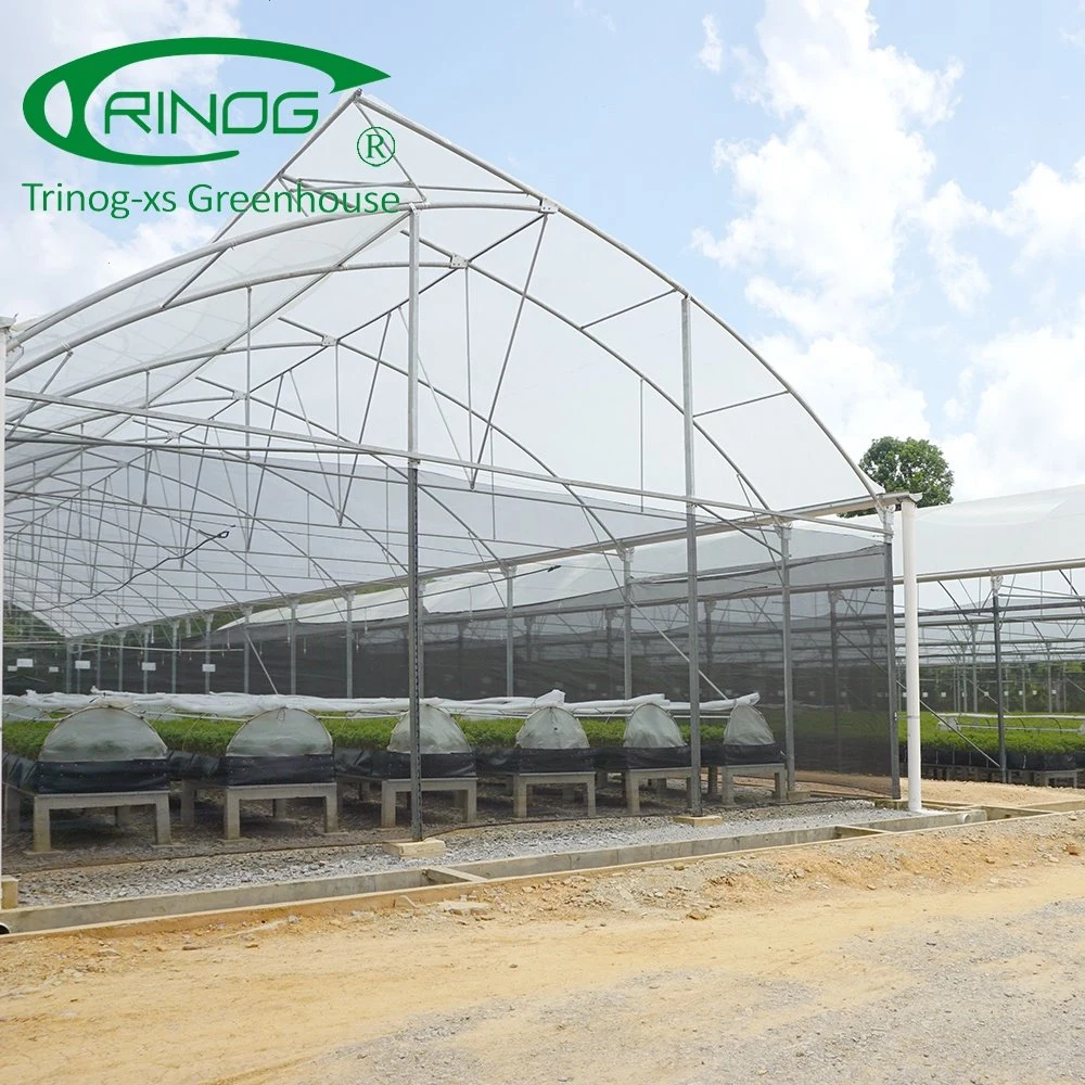 Japan Po film covered agricultural nursery Greenhouse for mango tree