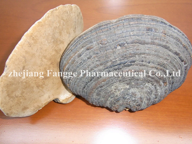 High Quality Phellinus Igniarius Powder; Healthcare Supplement; Mycelium; GMP/HACCP Certificate;