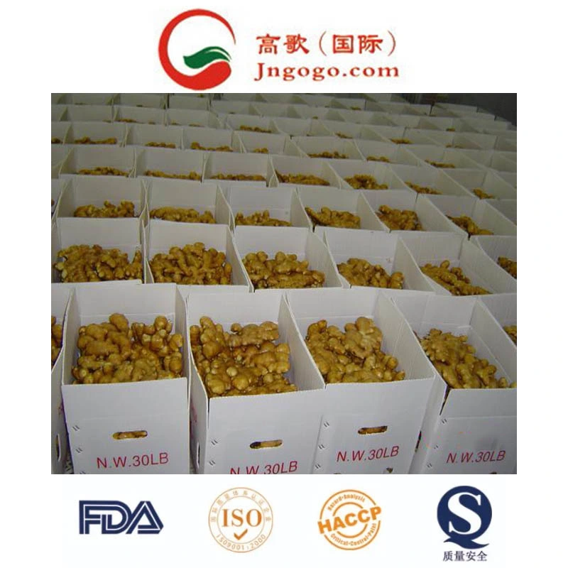 New Crop Fresh Ginger (100g- 250g and up etc)