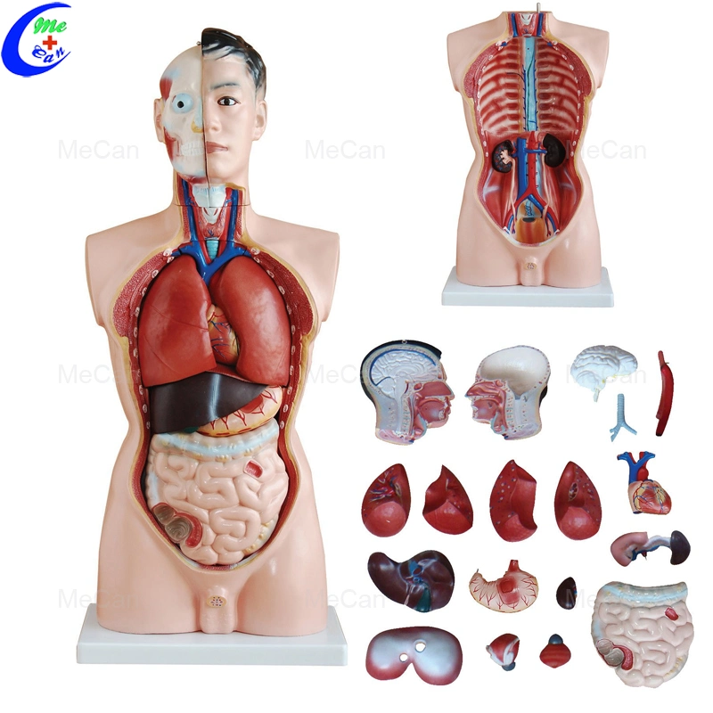 Factory Price 19 Parts 18 Mecan Human Body Medical Anatomy Torso Model