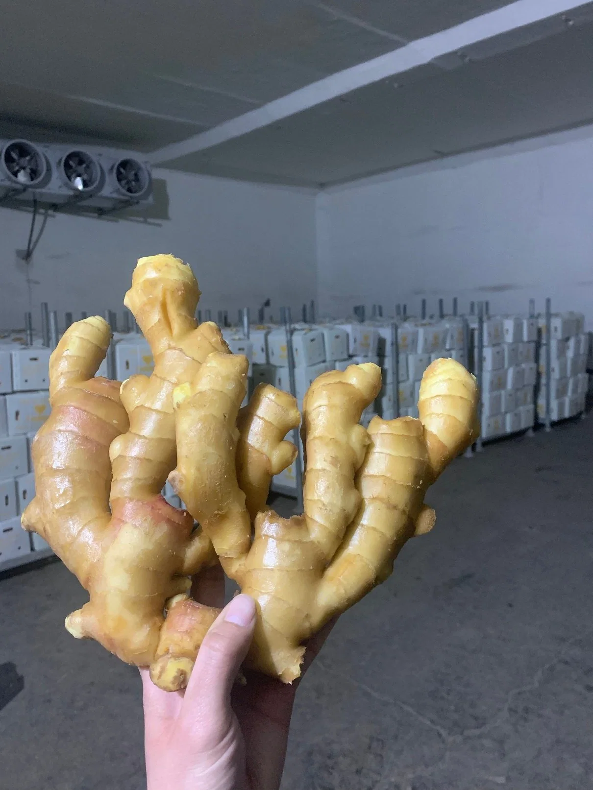 Wholesale/Supplier Organic Fresh Dry or Dried Ginger Ginger