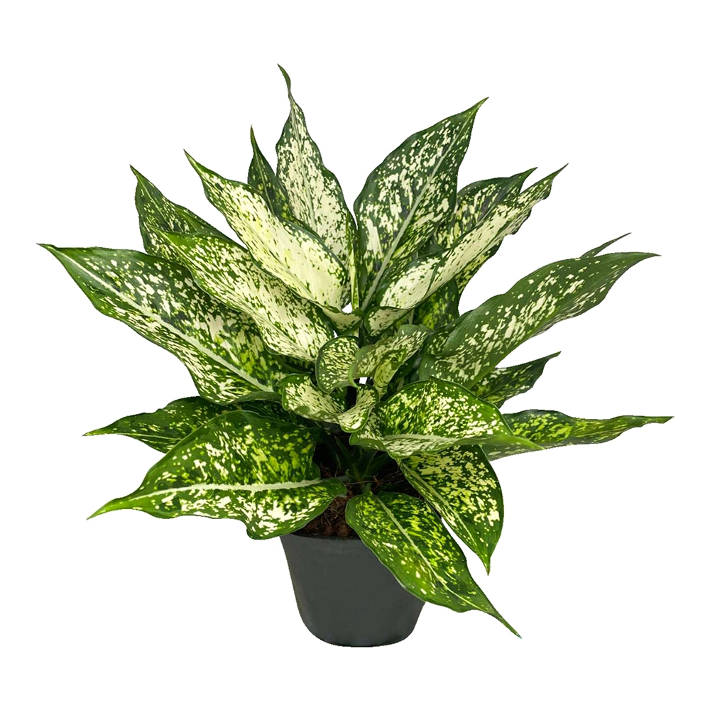 Aglaonema Zitrone