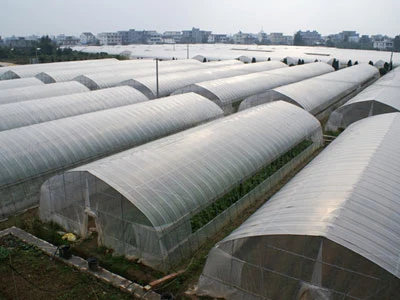 Growing Plant Simple Single Span Greenhouses